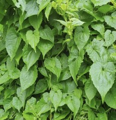 Jamaican Guaco Mikania, Wildcrafted, Air-Dried, Alkaline Herb