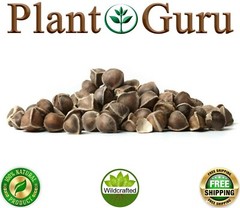 800 Moringa Oleifera Seeds 8 oz. WINGLESS Fresh Organic Semillas de Moringa Tree