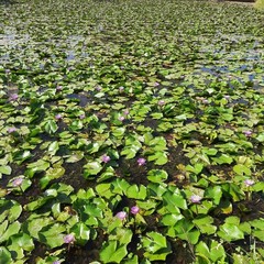 Blue Lotus (Nymphaea Caerulea) 100% Organic Natural Hand Picked Flowers Herb Tea