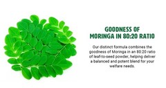 Moringa Oleifera Leaf & Seed Powder 80:20 – 180 Capsules, 1000mg (1 Packs)