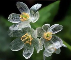 Crystal Skeleton Flower –