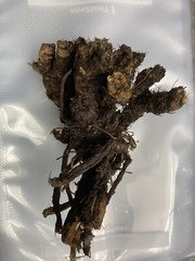 4oz -Osha Root- Ligusticum Porteri-Bear Root