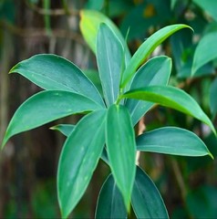 Organic Dried Insulin Plant Leaves Powder Costus Igneus Pure Natural Herbal Tea