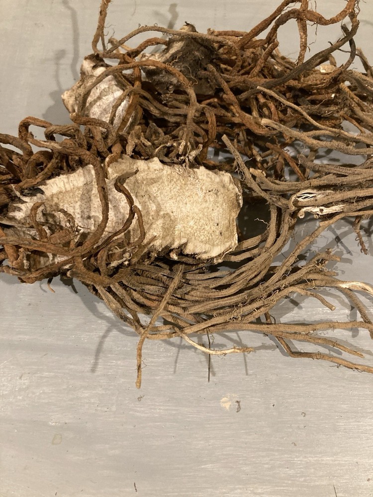 Skunk Cabbage Root Dry 4oz Herbal Medicine