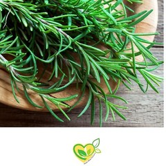 Rosemary Tincture Organic Natural Liquid Herbal Drops 2 oz Bottle Dropper