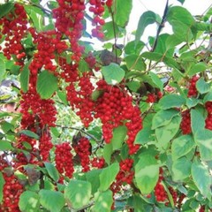 anti inflammation supplements – ASHWAGANDHA EXTRACT – indian gooseberries 1BOTTL