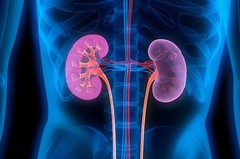 Chinese traditional medicine-KIDNEY SUPPORT COMPLEX-Immunostimulant effects-3B