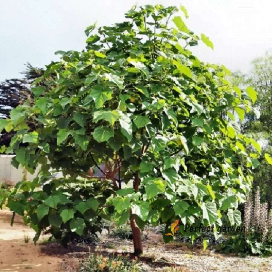 200 Seeds Paulownia Princess Tree Fastest Growing Deciduous Decorative Plants