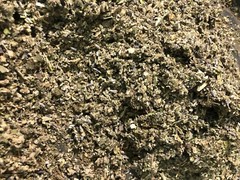 No.31 Mix – Clove Mint Skullcap Mullein Coltsfoot Lavender Raspberry – 4 Ounces