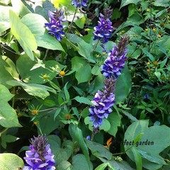 50 Seeds Pueraria Montana Lobata East Asian Arrowroot Kudzu Vine Useful Plants