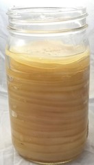 IBIV Organic Live Kombucha Scoby Over 1/2 Cup Strong Starter Tea 3.5′- 4″ SCOBY