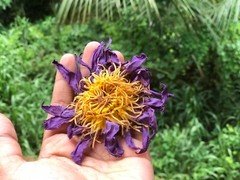 Blue Lotus NYMPHAEA CAERULEA 100% Organic Hand Picked Pure Flowers Herbal Tea