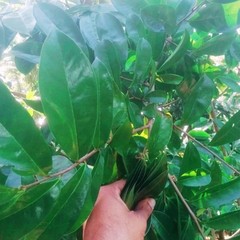 Organic Soursop Leaves Powder 100% Pure Natural Herbal Green Graviola Guyabano