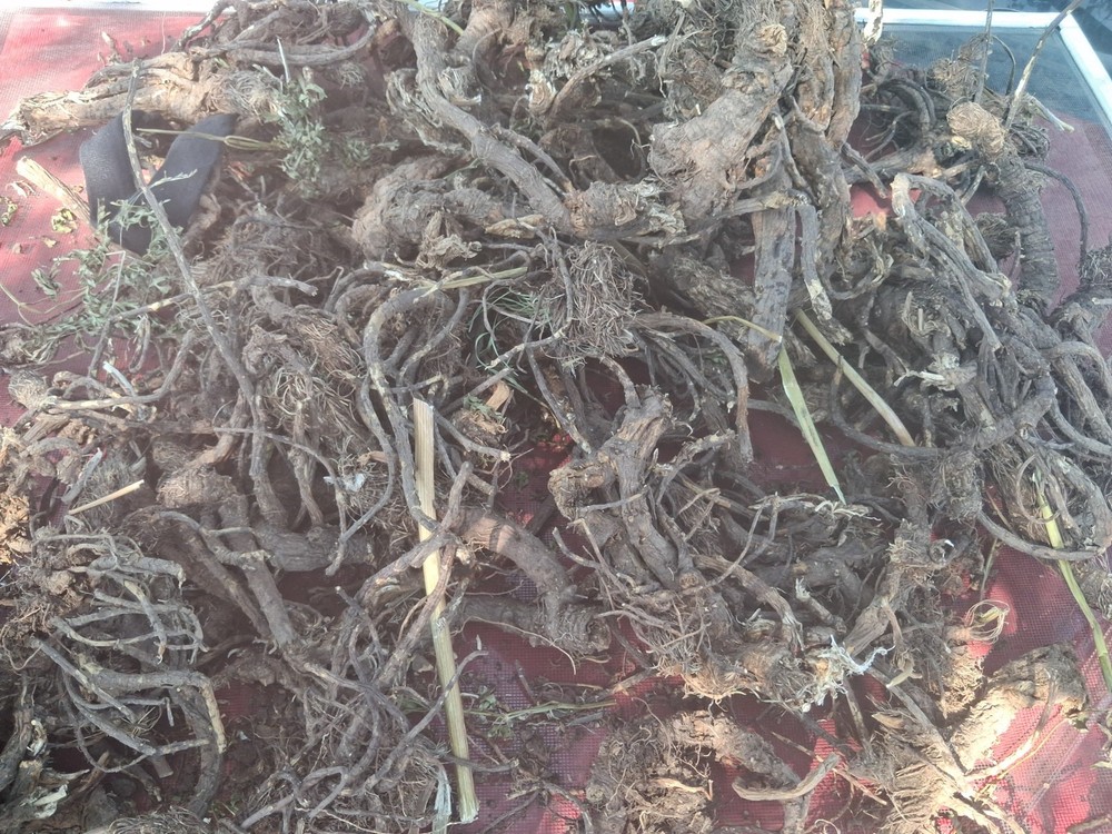 Fresh Wild-Harvested Oshá Root | Harvested Aug. 3, 2026 | Colo Rocky Mountains