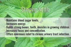 Nettles Tincture: Helps balance sugars, thyroid &glands; clears infections too.
