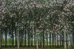 200 Seeds Paulownia Princess Tree Fastest Growing Deciduous Decorative Plants
