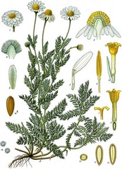 German Chamomile Whole Fresh Flowers (Matricaria recutita)