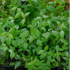 100g Dream Herb Calea Zacatechichi Leaf Powder Schmerbals Herbals Free Shipping