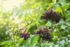 Elderberry Syrup Kit 32 ounce Immune Boosting 9 All Organic Herbs Allergies