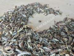 Echinacea, Echinacea angustifolia, 1 oz All Natural Root ~ Schmerbals Herbals