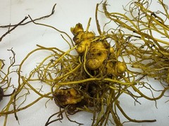 Wild Goldenseal Root Dried Whole 2026 Appalachian Harvest 1 Oz.
