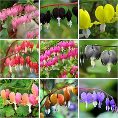 Dicentra Spectabilis Seeds for Planting – 100 Bleeding Heart Seeds Shade Flower