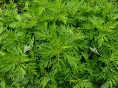 MUGWORT Summer Uplift Sacred Slumber Moon Dreams Organic Folk Remedy Tincture ~