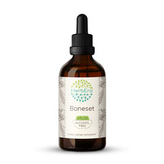 HerbEra Boneset Alcohol-FREE Tincture, Organic Boneset (Eupatorium perfoliatum)