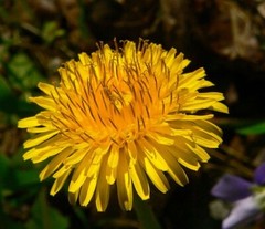 Dandelion Extract Dandelion Tincture Potent Herbal Easy Safe 2oz Free Ship USA