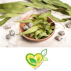 Eucalyptus Leaf Tincture Natural Organic Liquid Herbal Drop 2 oz Respiratory Aid
