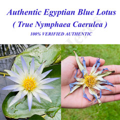 Blue Lotus Flower Dried Organic Egyptian Tea Nymphaea Caerulea 100% Authentic
