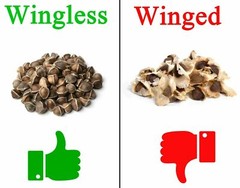 200 Moringa Oleifera Seeds 2 oz. WINGLESS Fresh Organic Semillas de Moringa Tree