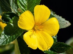 Damiana Extract Nervine Mood (Turnera Diffusa) Herbalist Grade Pure USA