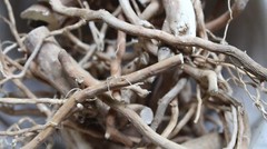 Wild Hydrangea Root – Whole Roots, 2025 Appalachian Mountains Wild Harvest