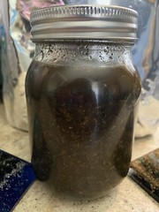 Jamaican Spanish Needle & Ginger Tincture
