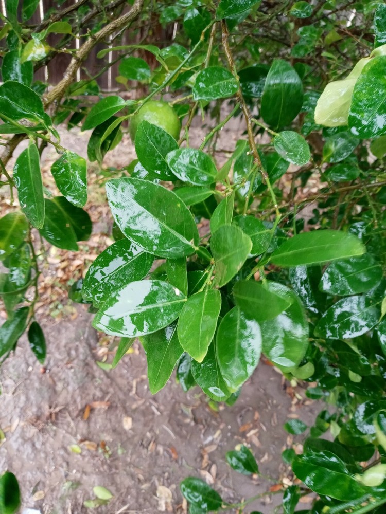 60 Fresh Lemon leaves 100% Organic