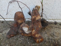 Chaney Root – SMILAX BALBISIANA Cocolmeca ROOTED LIVE PLANT- Herbal 1.5Lbs