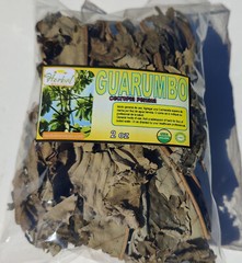 Guarumo Hierba Te, guarumbo, yagrumo, yarumo, Chancarro, Cecropia peltata !!