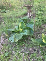 Skunk Cabbage Root Dry 4oz Herbal Medicine