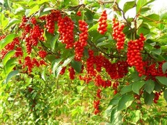 WholeSALE!! ORGANIC Schisandra Berry PREMIUM Dried Whole-4 oz, 1, 2 lbs.