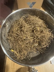Wild Goldenseal Root Powder — 1 Oz. — Milled From Whole Goldenseal Roots