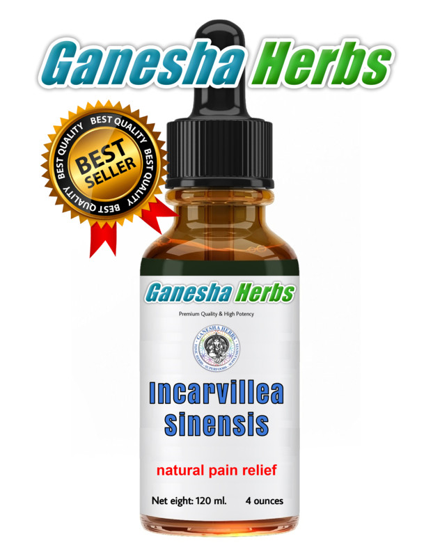 INCARVILLEA SINENSIS – Extract Liquid Tincture – Natural Pain Relief – 4 OUNCES!