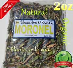 Moronel Planta de La Vida Te de moronel moronel organico hierba mexicana