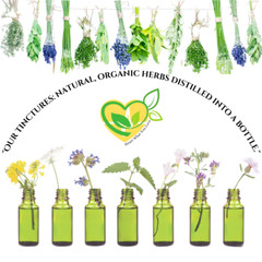 Bladderwrack Tincture Natural Organic Liquid Herbal Drops 2 oz Thyroid Support