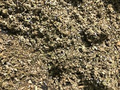No.31 Mix – Clove Mint Skullcap Mullein Coltsfoot Lavender Raspberry – 4 Ounces