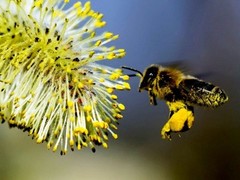 WHOLESALE!! BEE POLLEN DRIED GRANULES NON-GMO BULK-1-5 LBS