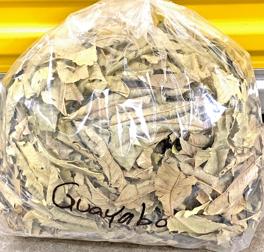 Hoja de Guayaba / Guava Leaves Tea