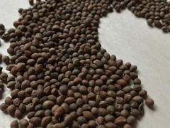 Rivea Corymbosa, Bulk All Natural Viable Untreated Seeds ~ Schmerbals Herbals