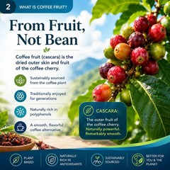 Coffee Fruit Extract Powder 150g. 25:1 | Clean Focused Energy | Nootropic.
