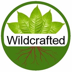  8oz 100% NATURAL RAW Wildcrafted Caribbean (Sea Moss) Inspired by Dr. sebi.